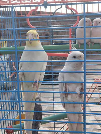 cocktail and albino perrots and cage for sale