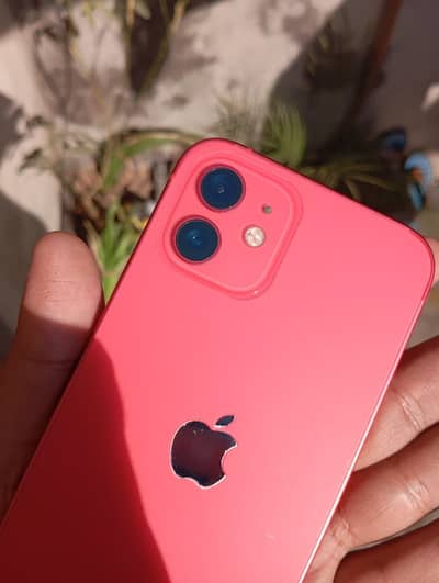 iPhone 12 256GB PTA Approved