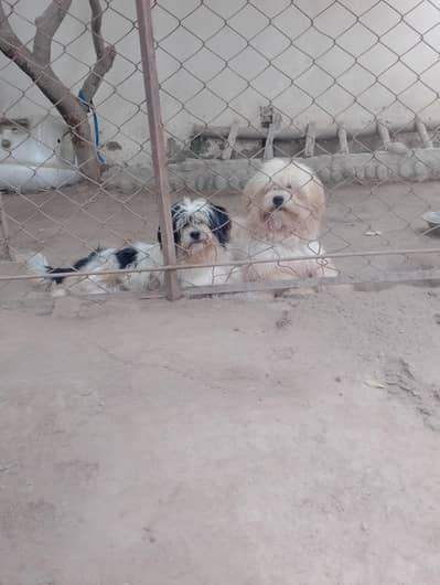 2 pedigree male very healthy and active