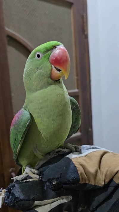 Raw Parrot Female Sahiwal