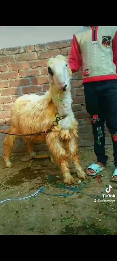 mundra chatra 03234438191