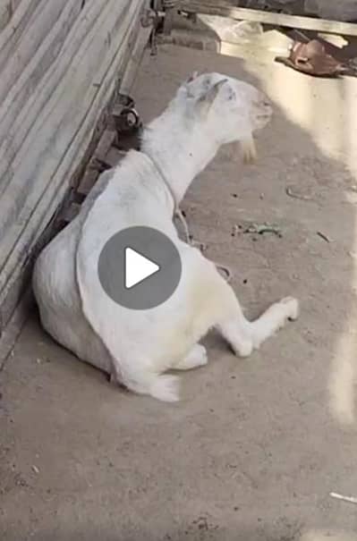 pointed Gulab pink nose white eyesi bakra