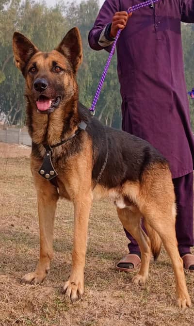 Alsatian bighyari male age 10 month full security guardian for sale