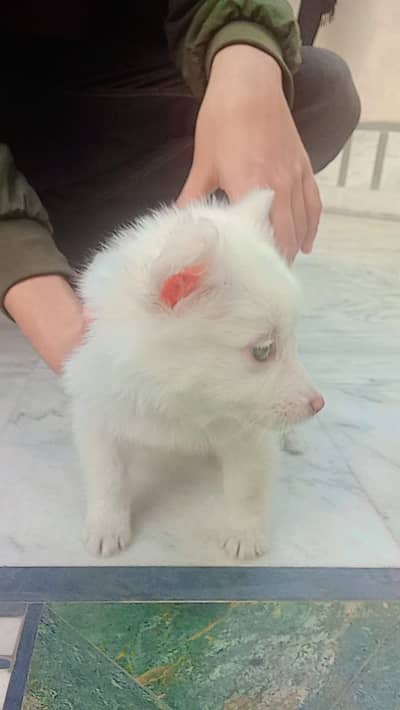 Russian blue eyes beautiful and cute dog