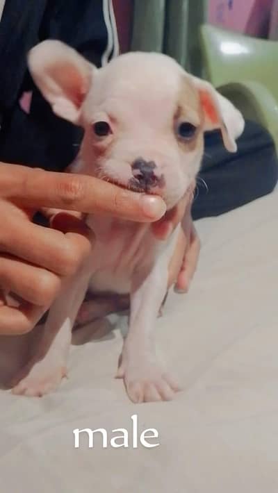 pitbull puppys for sale