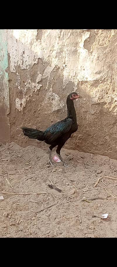 pakoye pathi for sale