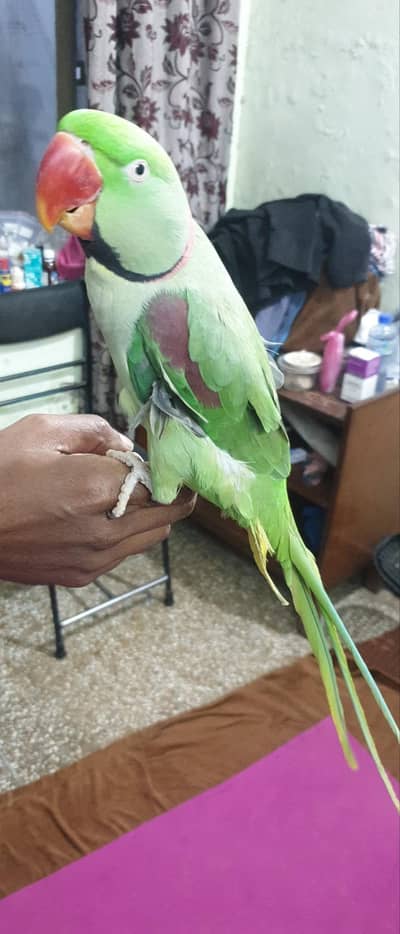 kashmiri raw parrot