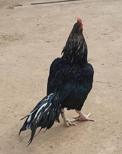 High quality Mianwali Mushka breeder for sale