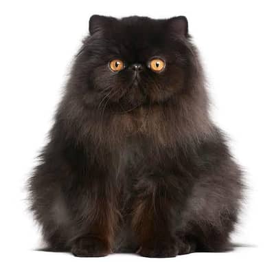 Black Persian cat/ Black beauty
