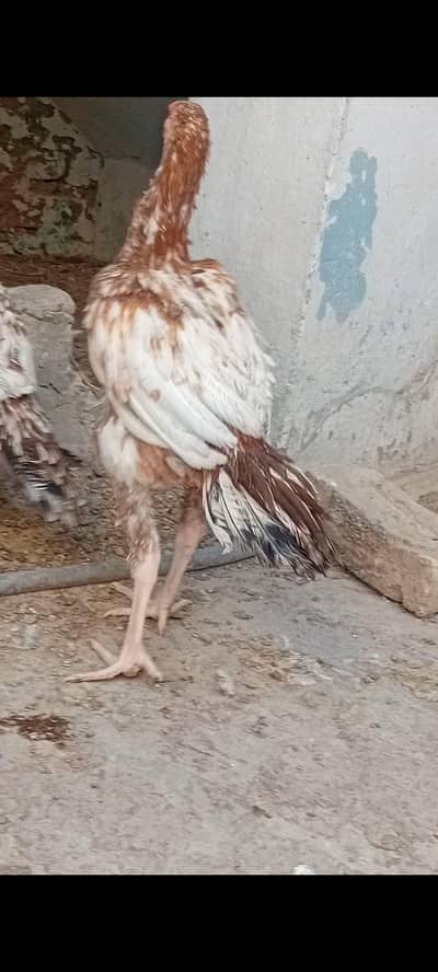 8.5 monthe 2 male aseel cross miawali