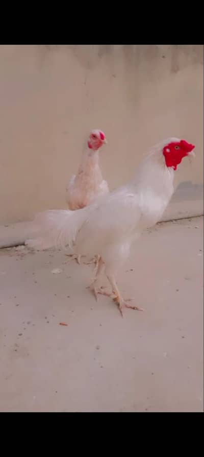 aseel heera ka pair he or aseel brown murgii he