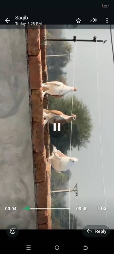 2 sherazi female 1 santinant male