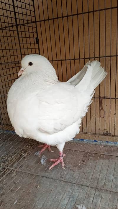 pigeon fancy modina king