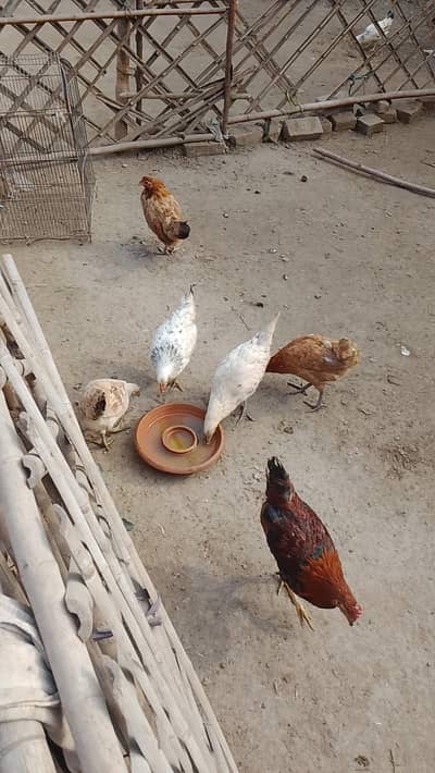 for sale 5 murghiyan 1murgha