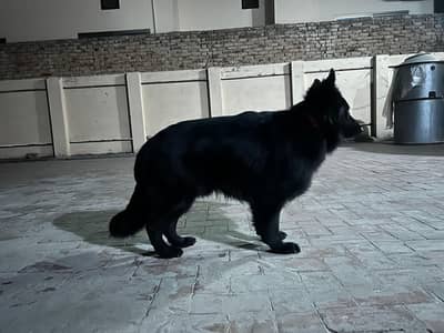 pedigree.  black German shepherd for stud .        03019226575