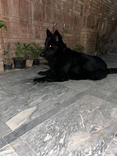 STUD. PEDIGREE BLACK GERMAN SHEPHERD FOR STUD   03019226575