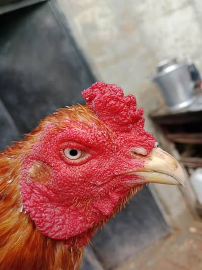 High quality Peela murga 03346027993