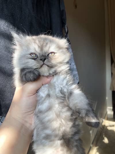 Male triple coat kitten