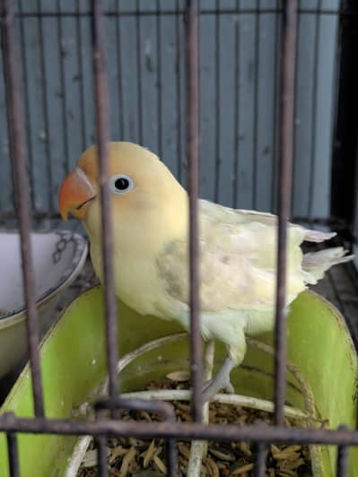 parblue opline sapphire dilute