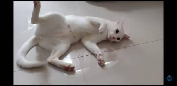 whoever buys my cat should keep safe