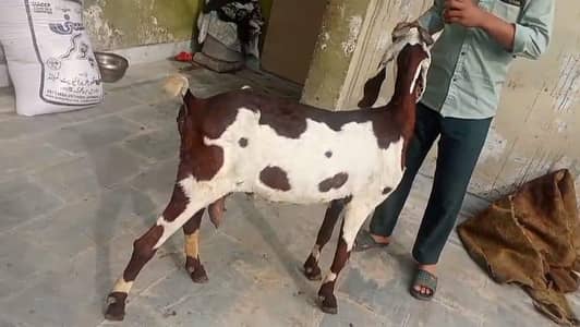 goats urgent for sale what's up number 03336788066