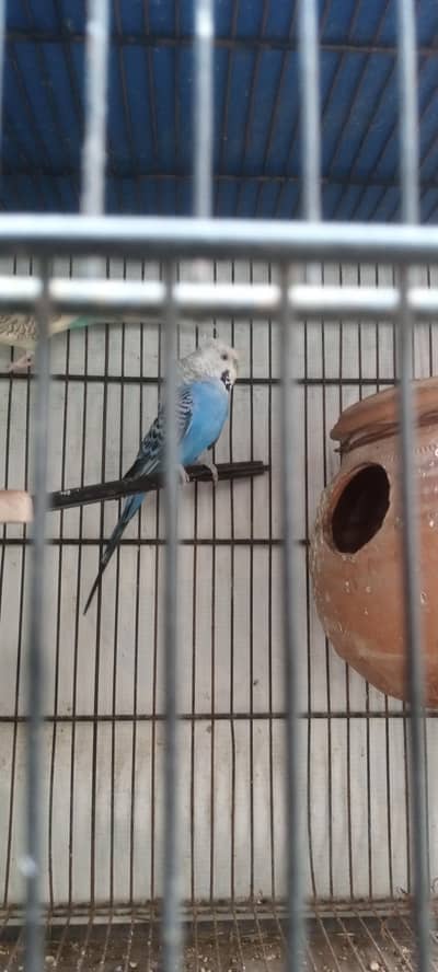 Hogoromo Single Flower Crsited.