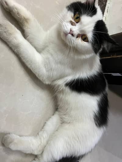 Persian pair with cage