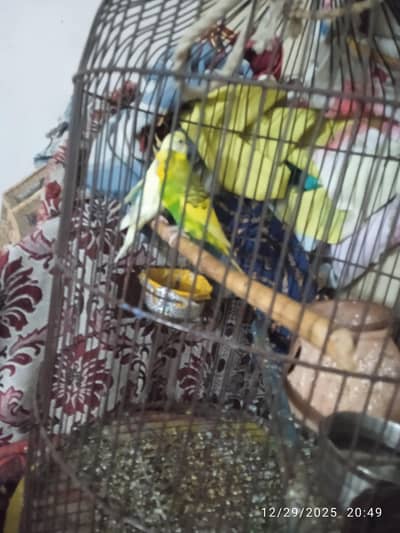 Australian parrots ready for bareed