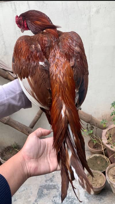 Peela aseel | Aseel | Hen | Nayab bird for sale