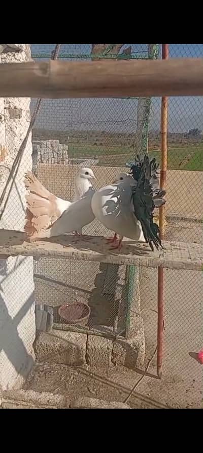 English faintail breeder pair