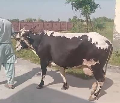 cross cow for urgent sale