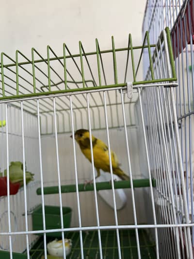 Healthy sing male canary