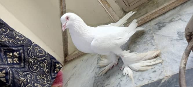 White pouter male