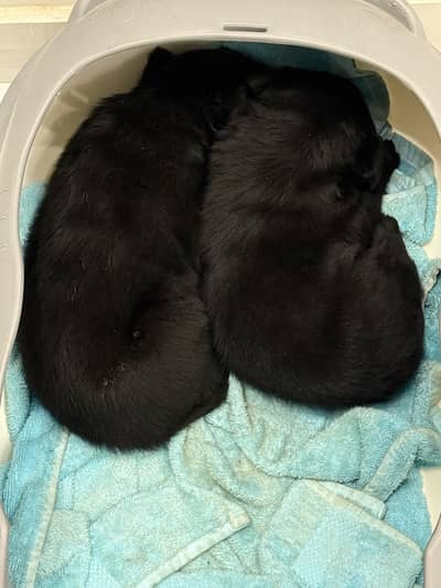 Pedigree labrador puppy