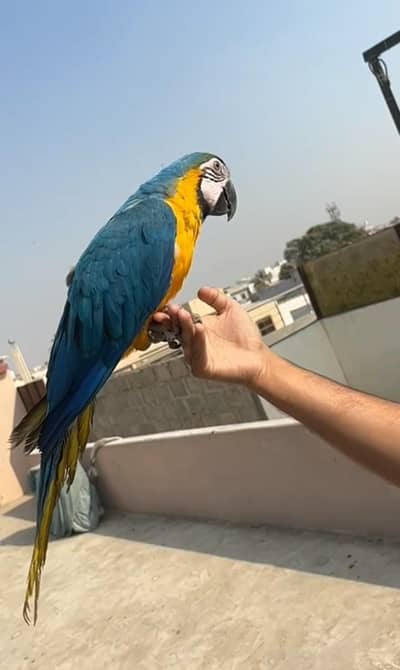 macaw tamed 03156376925