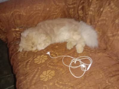 Persian female cat long coat X Punch face