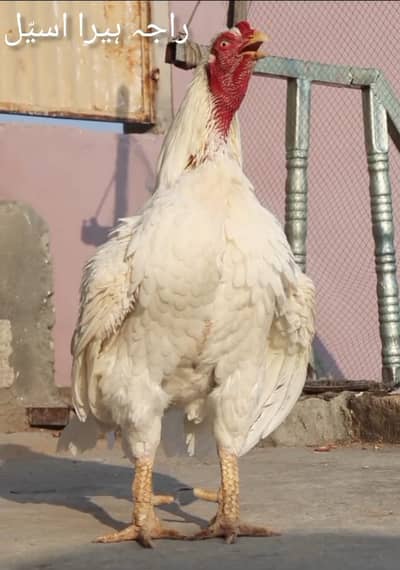 Quality paper white heera aseel chicks for sale