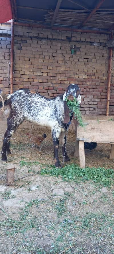 makhi cheena bakra (pakka kheera)