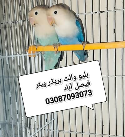 Love Birds Split Albino ,parblue