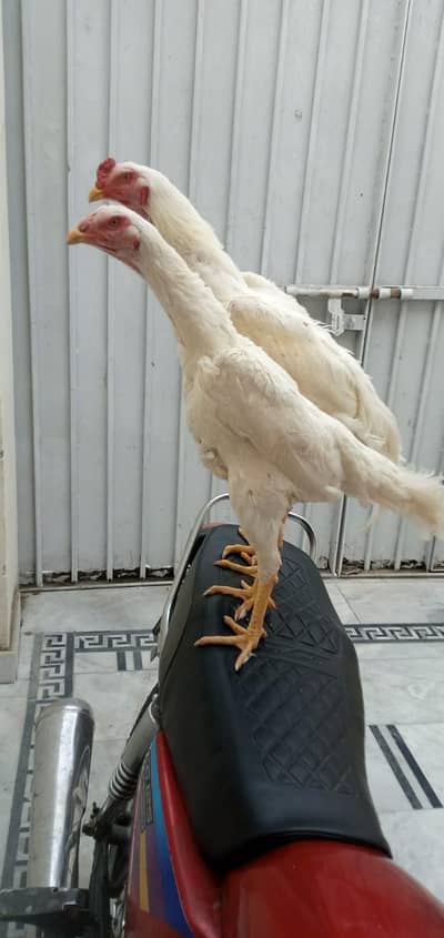 Paper white murga pair for sale only WhatsApp number 0325/15/12/151