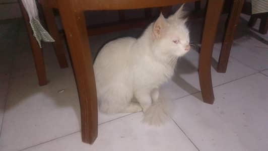 cat urgent sale