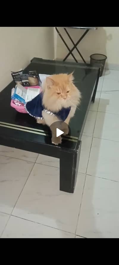 Neutered Persian Male Cat