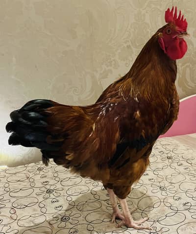 Loman brown rooster