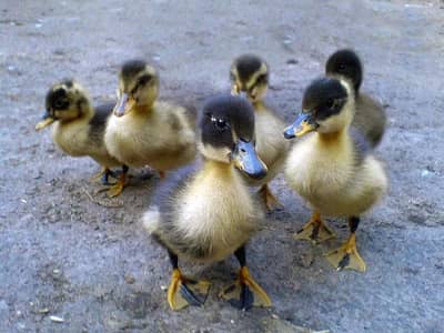 Duckling