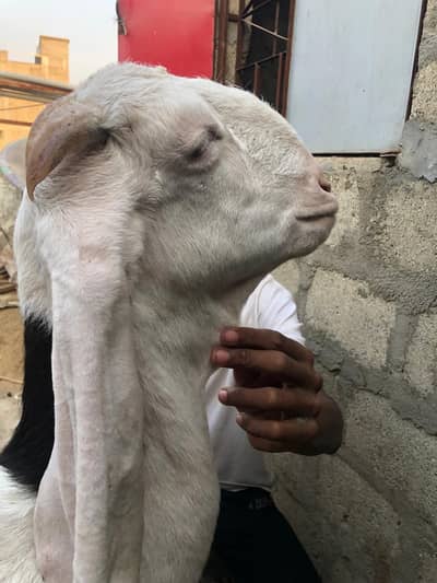 2 gulabi  bakri 3 munda bakra for sale