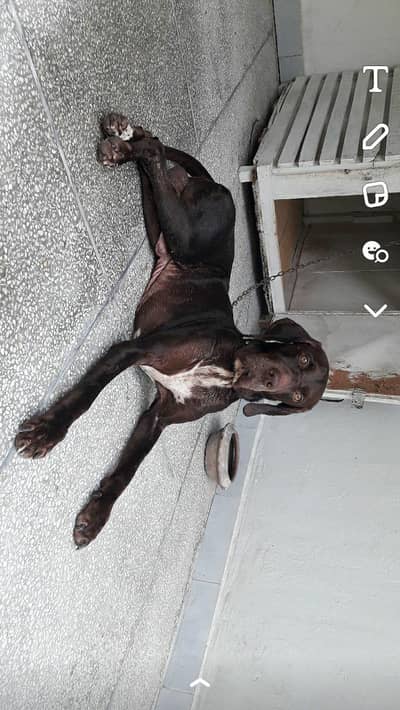 “9-Year-Old British Shorthair Pointer – Well-Trained & Gentle”