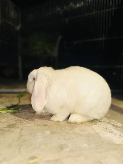 Holland Lop