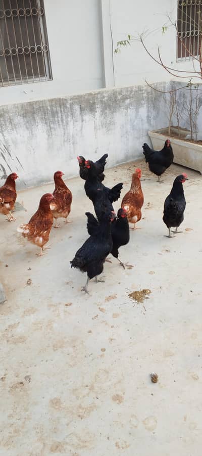 2600/- Lohmann Brown & Black