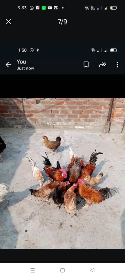 Desi  Home Hens