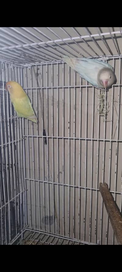 Cremino X Albino red eye